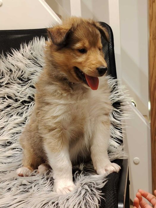 Dostępna śliczna suczka owczarek szkocki długowłosy O