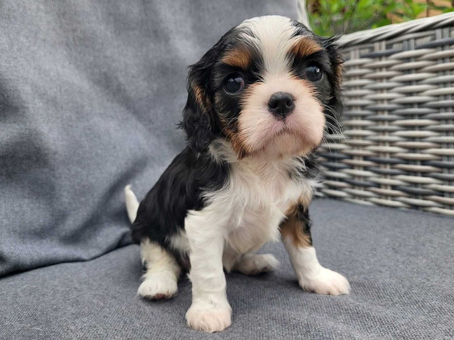 Cavalier King Charles Spaniel FCI