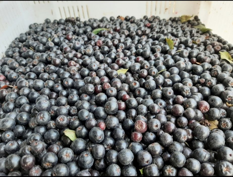 Aronia paczka 5kg , 10zł/kg od producenta wysyłka Inpost