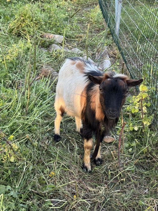 Cabrito anão macho com dois anos
