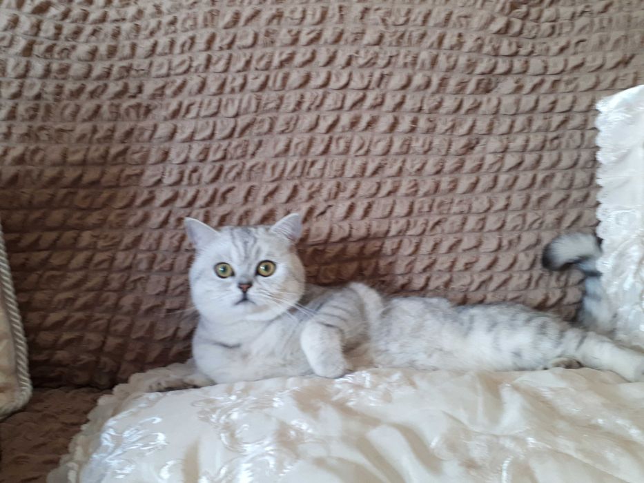 В'язка кіт шотландський срібна шиншила