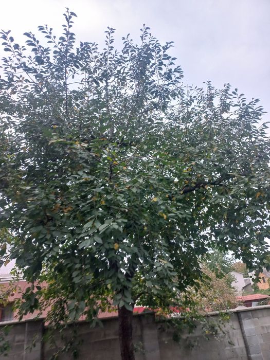 Віддам дерево вишні під зріз (на дрова)