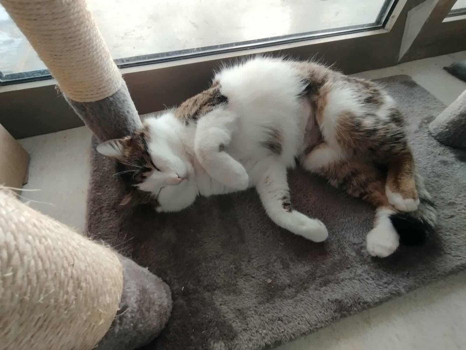 Zbyszek to bardzo kontaktowy kocurek