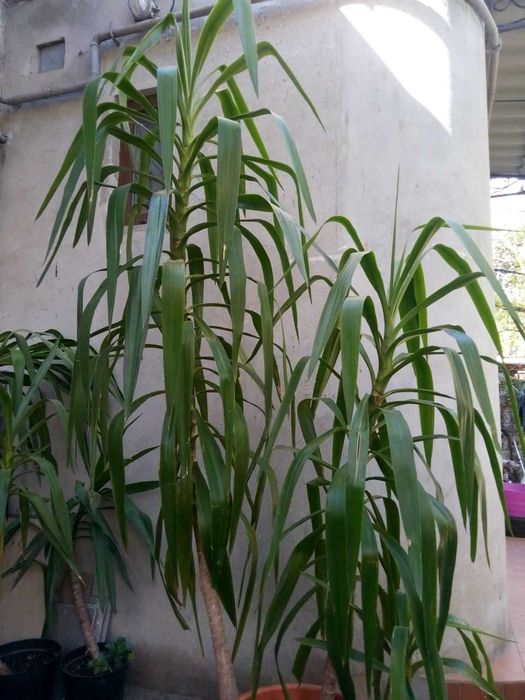 Продам  юкку на тирассу .