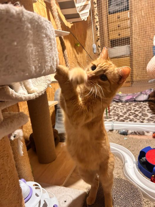 Ruda piękność marzy o swojej rodzinie!