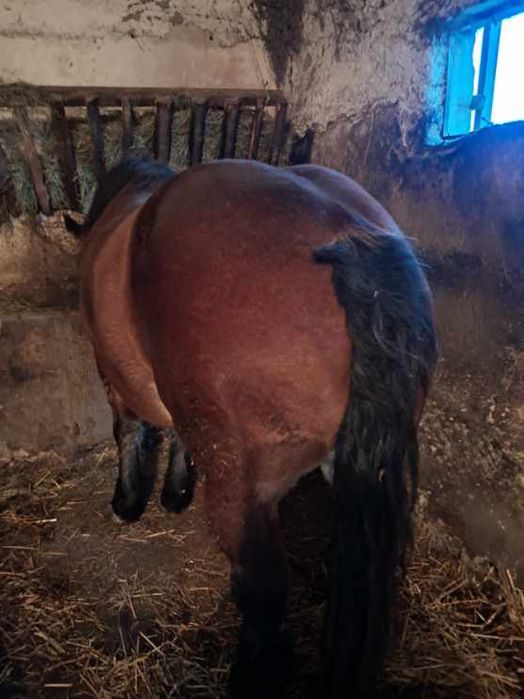 Sprzedam lub zamienię  Klacze