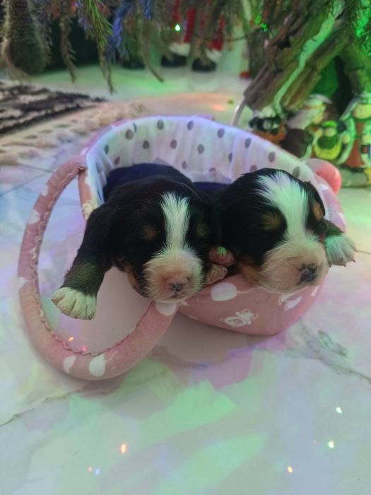 Berneński pies pasterski