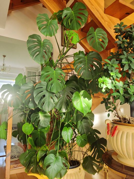 Kwiat Monstera Deliciosa Gigant ponad 2m, rzadki egzemplarz, piękna