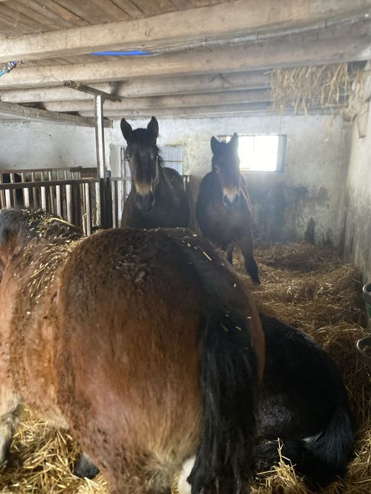 Konie, Klacz, Źrebaki