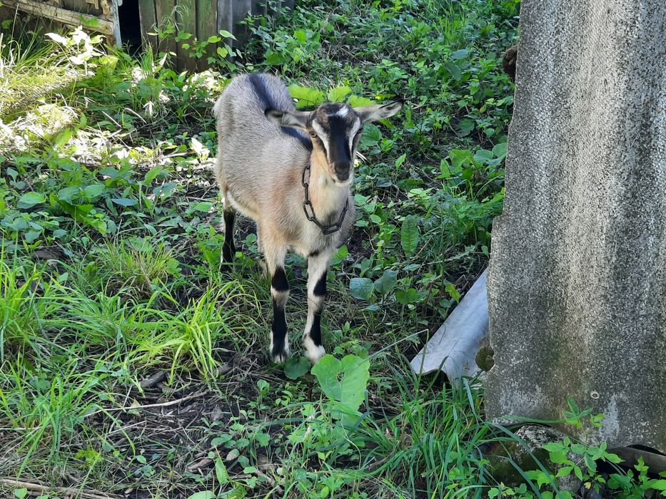 Продам  4 - місячних кізочок