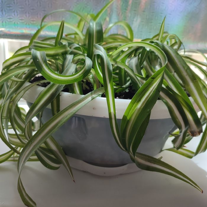 Цветок Хлорофитум кучерявый