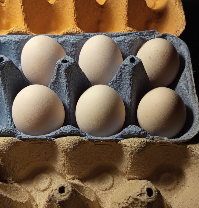 Ovos/Aves Sedosa do Japão