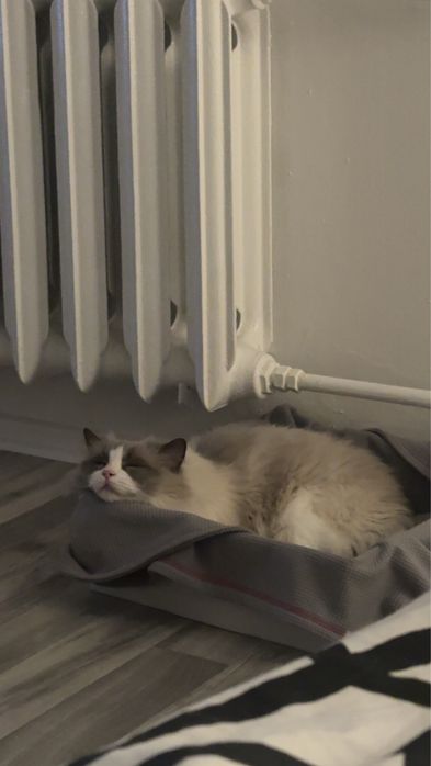 Kotka Ragdoll szuka domu