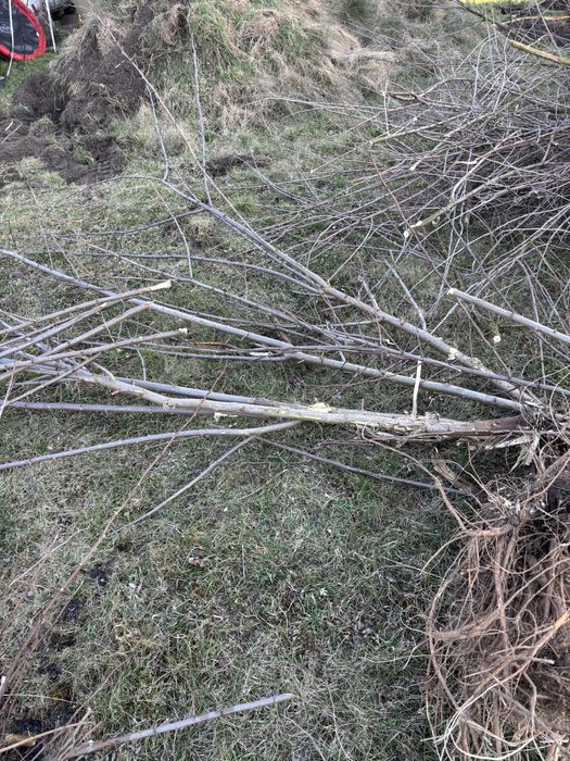 Oddam drzewo za darmo