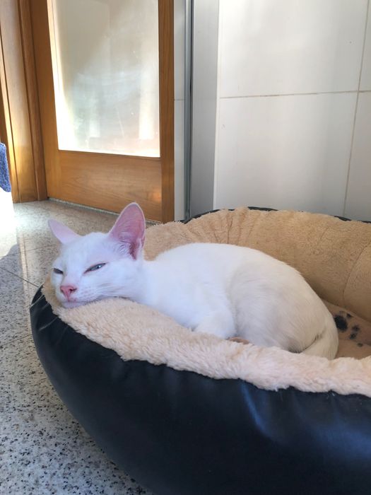 Gato branco super meigo para adopção