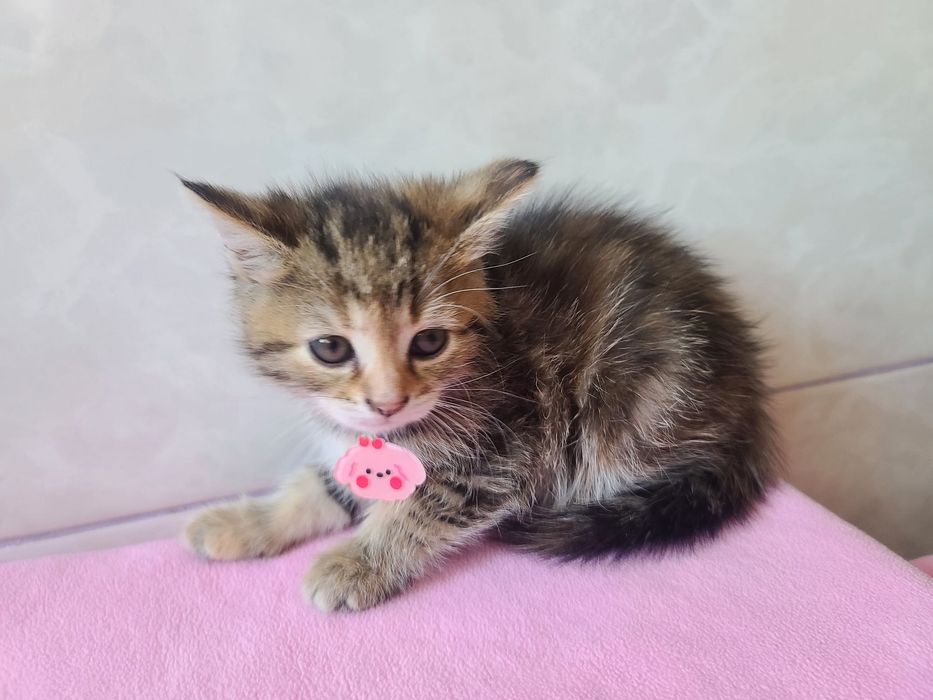 Кото-дитина в мріях про сім'ю, кішка Міра, 2м, кіт, кішка