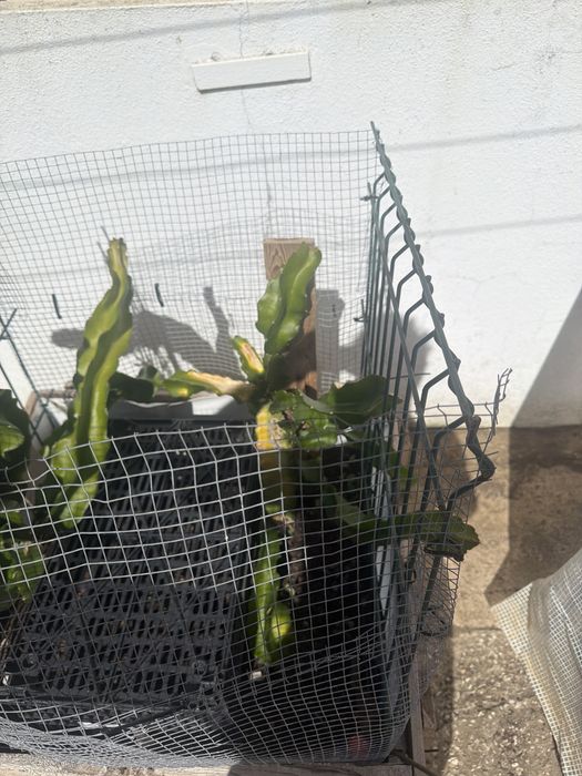 Mudas de pitaya por encomenda