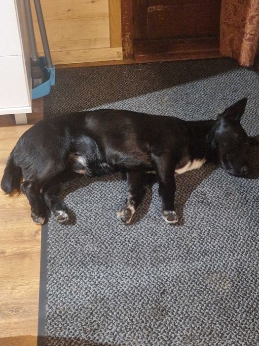 Oddam pieska w dobre ręce  warszawa