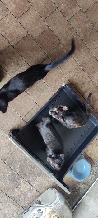 Oddam koty    za darmo