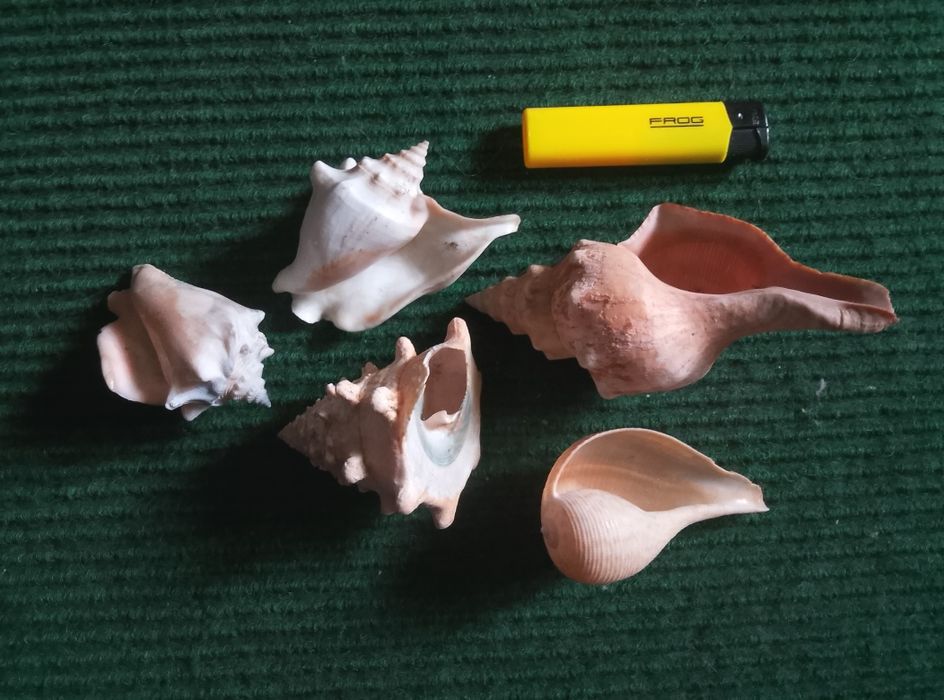 Корали та мушлі для акваріуму.