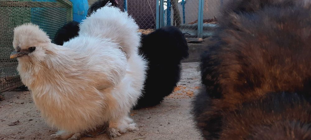 яйцо инкубационное Silkie китайская шёлковая оплод не менее 90%+бонус