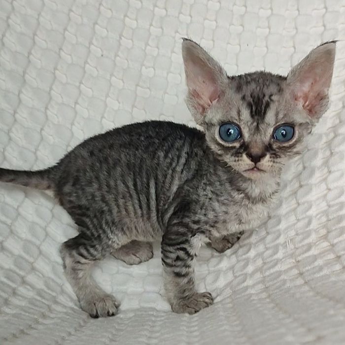 Раннє бронювання кошенят drx