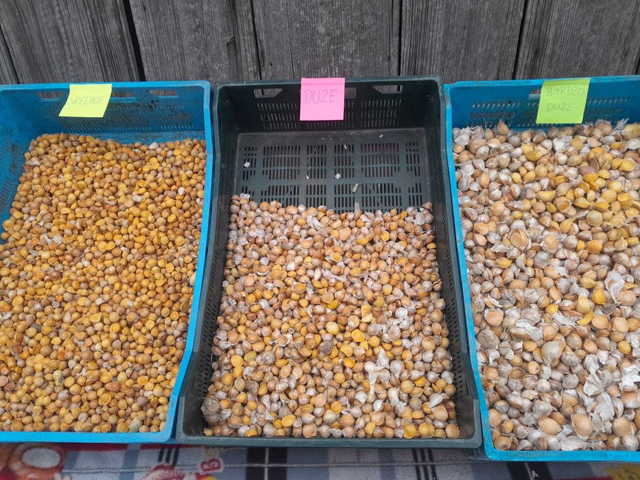 Czosnek czosnek słoniowy sloniowy cebulki przybyszowe nie ząbki