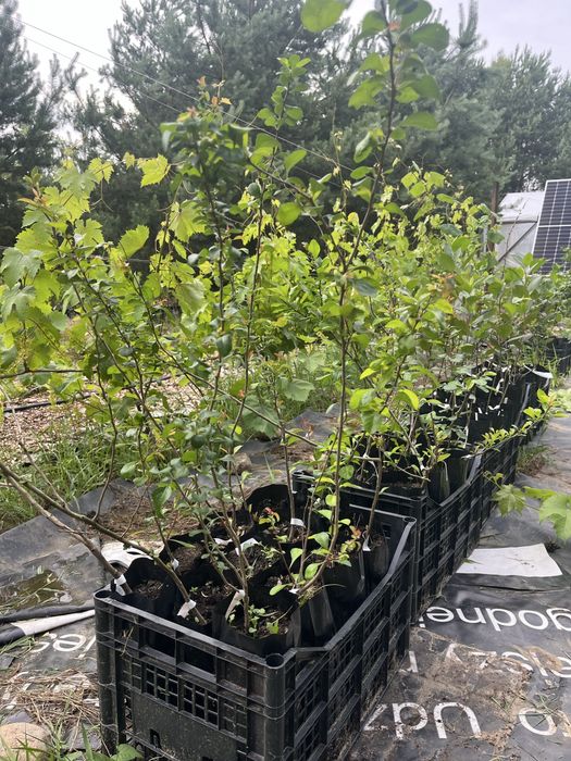 Świdośliwa , pigwowiec, winorośl