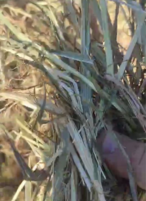 Nova campanha. Vendo feno em rolos ideal para cavalos