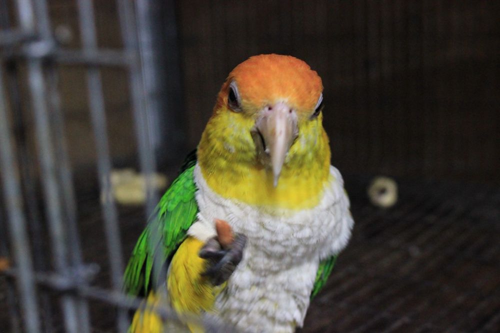 Casal Marianinhas Cabeça Canela