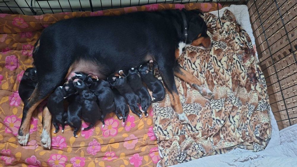 Szczeniak suczka rasy Appenzeller Szwajcarski pies pasterski