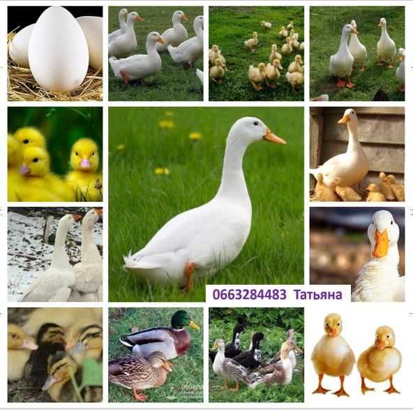 Яйця птицi для інкубаціі