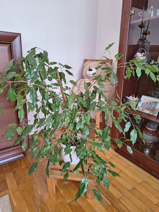 Ficus  Benjamin  figowiec