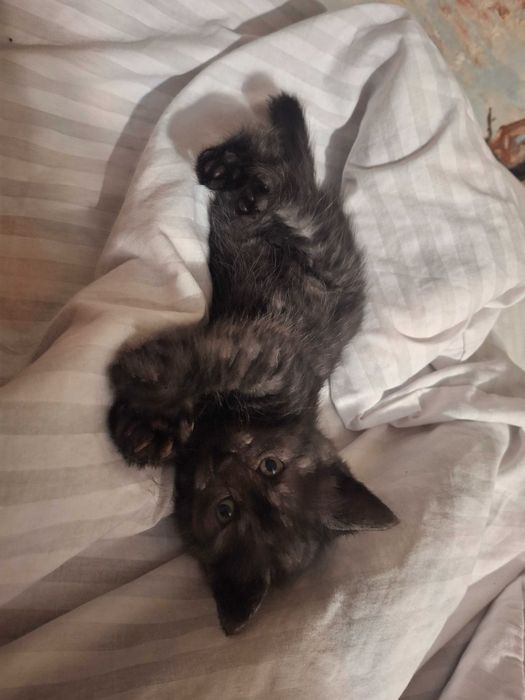 Кошечка, кошенята, котики Первомайск