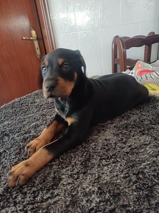 Excelente exemplar Doberman Europeu