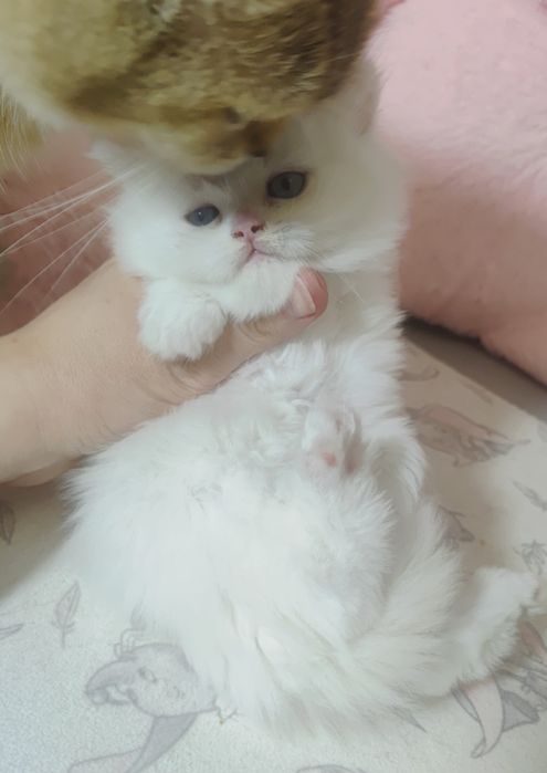 Хлопчик білий з блакитними очима.  Котёнок,  кошенята