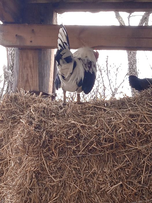 Продам американські кури