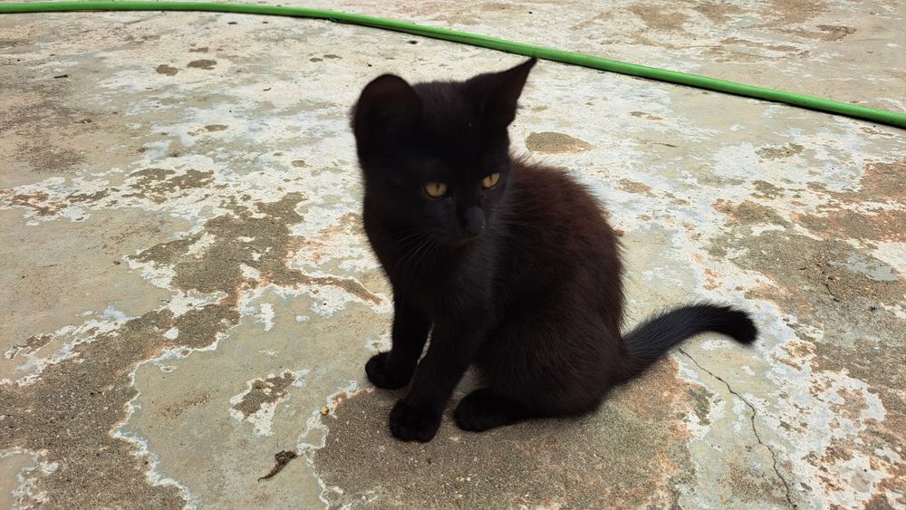 Ofereço gatinhos para adoção responsável