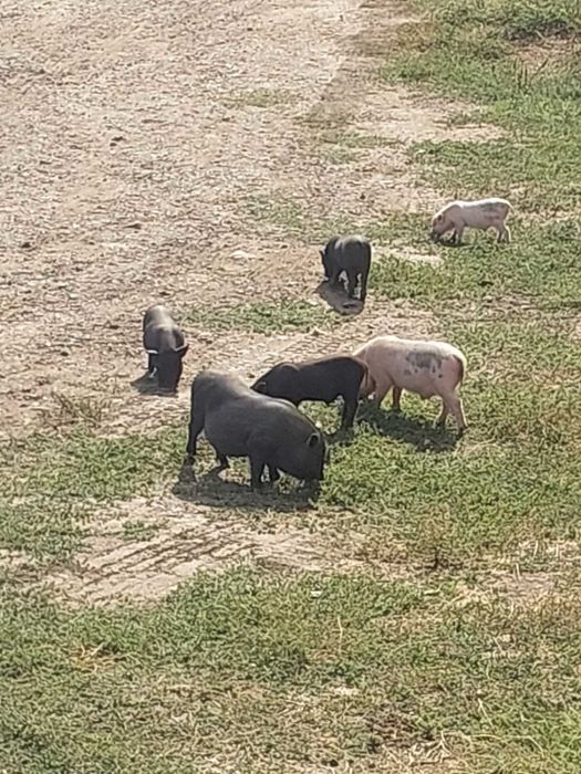 Продам вьетнамских поросят