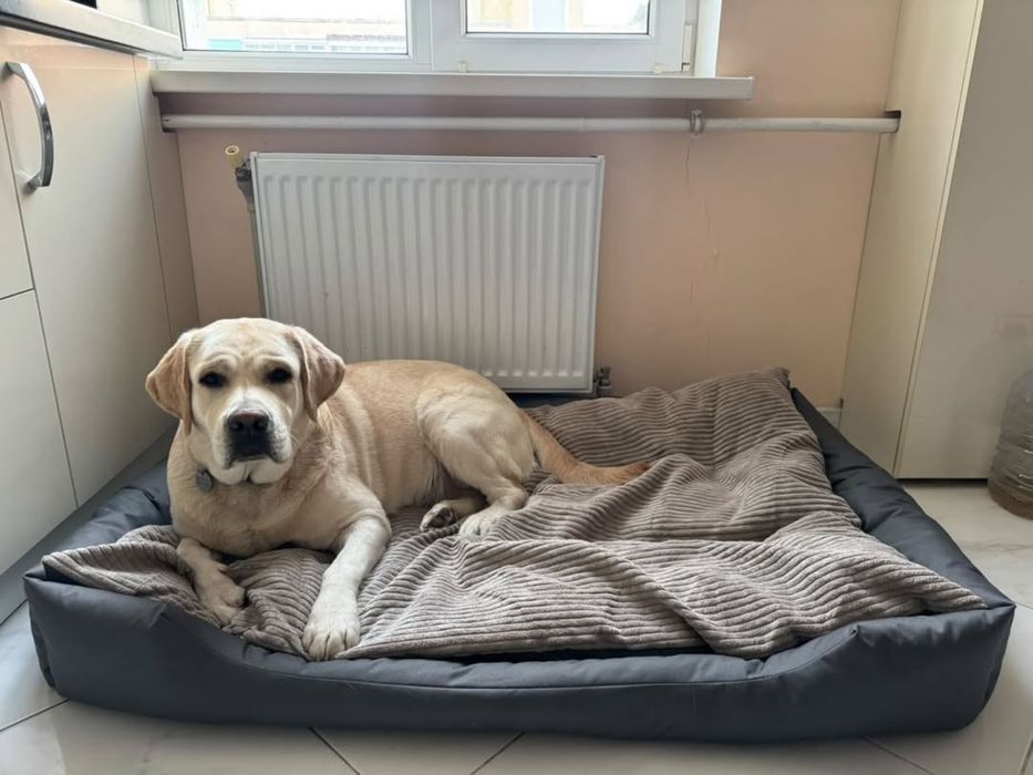 Лежак для собак лежанка для любых пород съемный чехол оксфорд