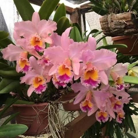 Катлея George King Serendibity