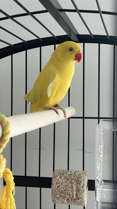 Diversas Aves sortidas