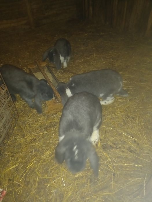 Króliki rasowe kilka ras