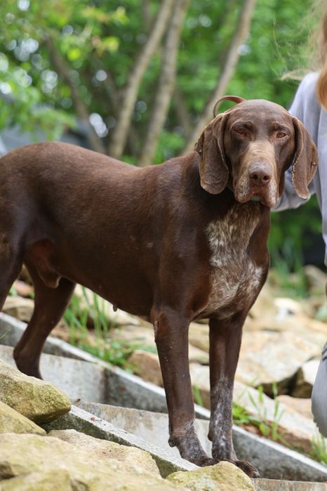 Do adopcji samiec w typie wyżła