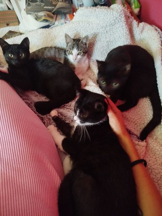 Gatas meigas 4 meses