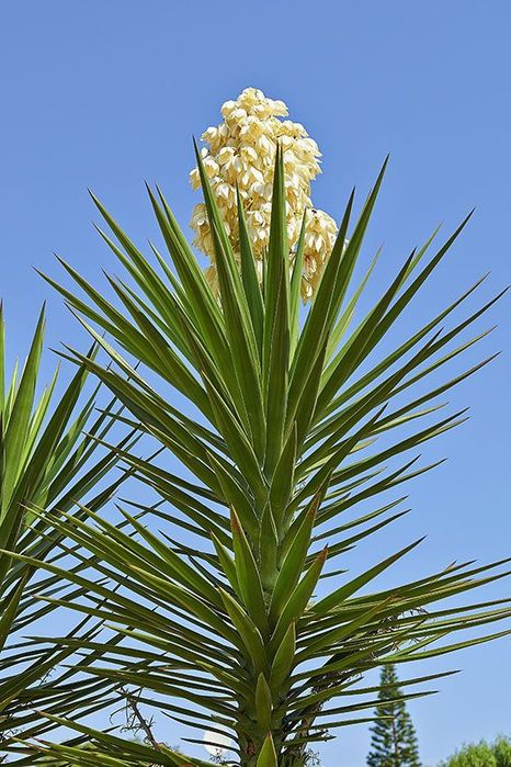 Yucas comestíveis