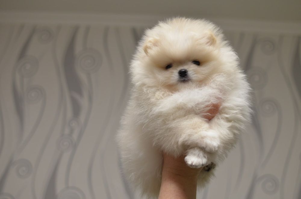 Померанці дівчинка і хлопчик