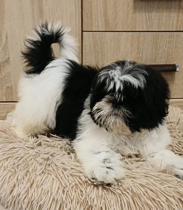 Sunia Shih-tzu gotowa do odbioru.
