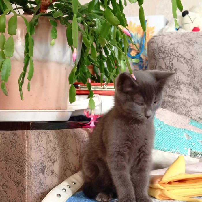 Котята в хорошие руки