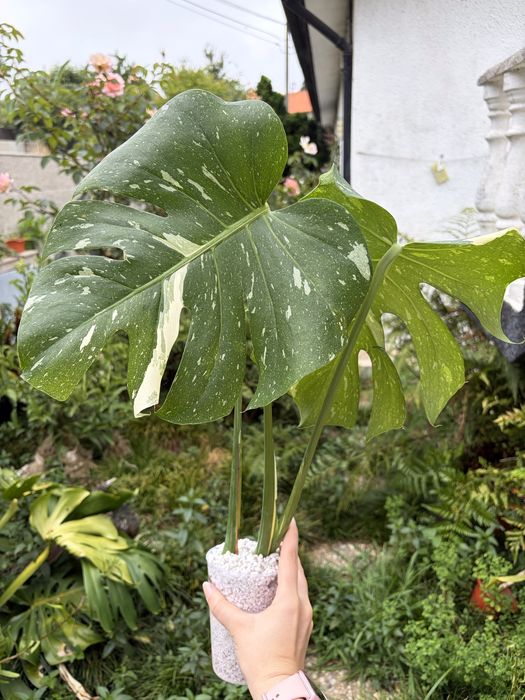 Monstera Thai Constelation